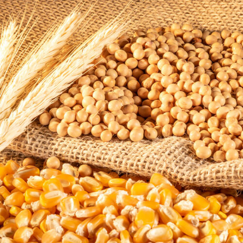 Rheumatoid arthritis – Foods to avoid